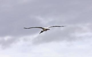 cigogne des bois survolant les eaux de la floride photo