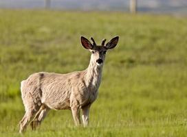 cerf mâle photo