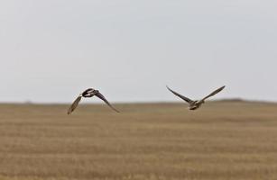 canards colverts en vol canada photo
