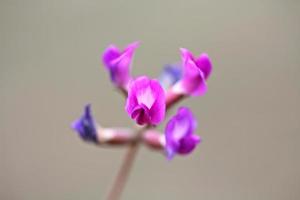 fleurs sauvages violettes en saskatchewan photo