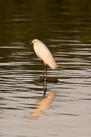 aigrette blanche dans les eaux de la floride photo