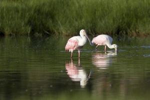 Spatules rosette se nourrissant dans les eaux de la Floride photo