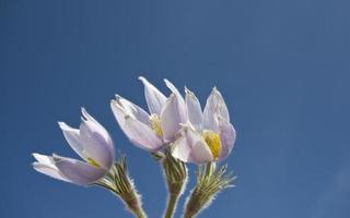 fleur de crocus au printemps photo