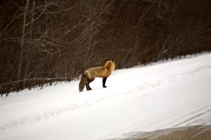 renard roux en hiver photo