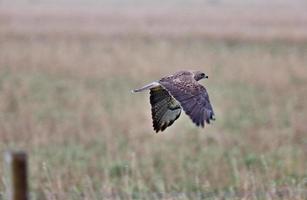 faucon de swainson sur le poteau photo