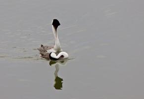 Grèbe élégant sur le lac photo