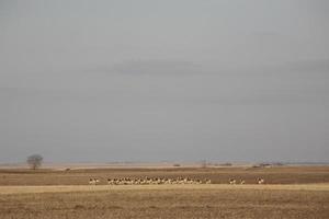 grand troupeau d'antilopes d'Amérique en hiver photo