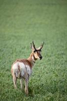 antilope mâle dans un champ de pois chiches de la saskatchewan photo