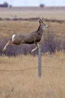 cerf mulet buck bondissant sur la clôture photo