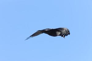 corbeau en vol photo