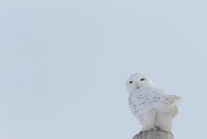 harfang des neiges photo