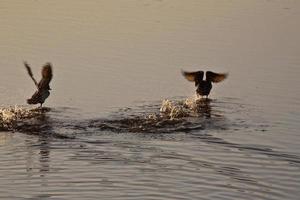 canards prenant leur envol à partir d'un étang en bordure de route en saskatchewan photo