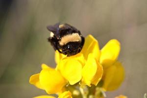 Abeille sur une fleur sauvage en Saskatchewan photo