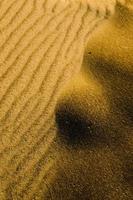 dunes du désert de sable jaune. sécheresse, climat aride. surface martienne.