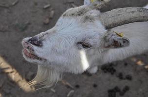 chèvre mammifère animal photo