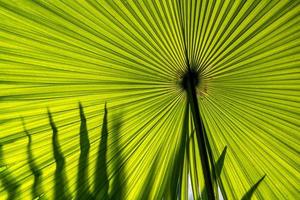 beaux motifs hypnotiques de grandes feuilles de palmier vert sur la lumière du soleil, image de paysage horizontale photo