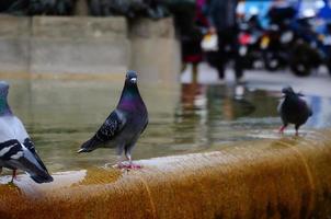 colombes sur une fontaine photo