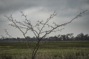 arbre avec des épines sur un fond de champ, acacia avec des épines photo
