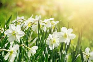 jeunes jonquilles blanches dans le jardin. photo