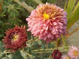 fleur de chrysanthème zinnia photo