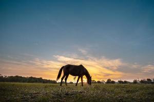 silhouette de cheval broutant dans un pré pendant le crépuscule photo
