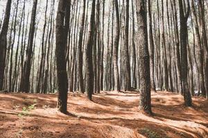 paysage d'automne d'automne de la forêt de pins dans le hutan pinus mangunan, yogyakarta, indonésie. photo