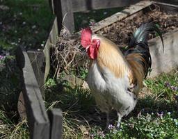 coq oiseau animal photo