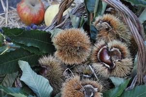 châtaignes fruits nourriture photo