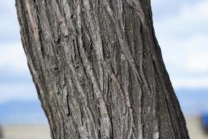 arbre en arrière-plan, motif d'arbre, vue rapprochée d'un motif en bois sur l'arbre. photo