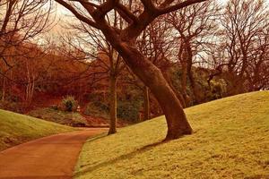 arbre sur une colline photo