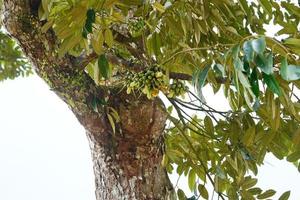 fleur de durian qui fleurit dans un environnement tropical saisonnier. fruit durian en thaïlande récolte en été. croissance des plantes fruits crus et frais en asie. paysage extérieur de la ferme fruitière du jardin. moisson, personne. photo