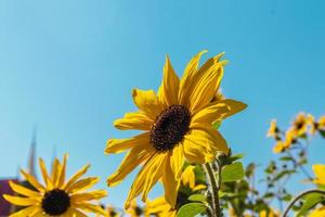 tournesol dans le jardin miracle photo