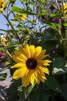 tournesol dans le jardin miracle photo