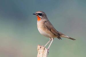 Rubythroat de l'himalaya perché sur une tempête d'arbres photo