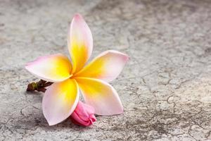 fleur de frangipanier sur sol en ciment sale. photo