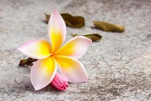 fleur de frangipanier sur sol en ciment sale. photo