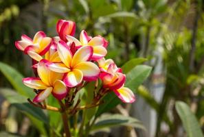 fleur de frangipanier fraîche photo