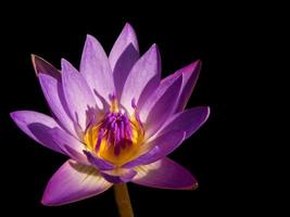 gros plan beauté colorée fleur de lotus en fleurs photo