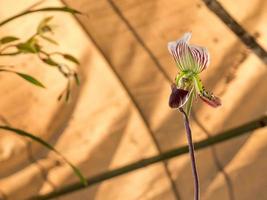 lady slipper, paphiopedilum orchidaceae fleurs dans le parc photo