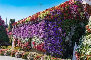 fleurs dans le jardin photo