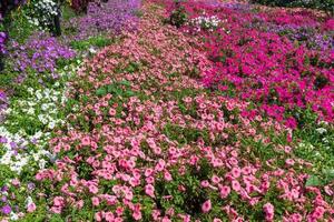 fleurs dans le jardin photo