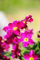 fleurs de primevère violette se bouchent. photo