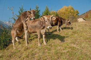 vache essayant de monter photo