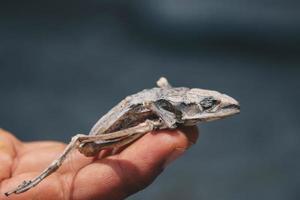 grenouille morte séchée montrant son squelette de corps à portée de main isolé sur blanc. photo