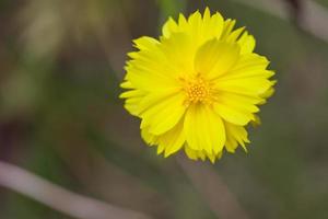 fleur de dahlia jaune photo