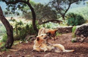 Deux chiens qui se battent les uns avec les autres Carpates Ukraine europe photo