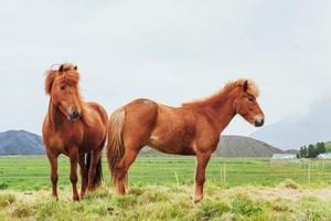 chevaux islandais dans le pâturage avec vue sur les montagnes photo