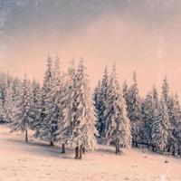 paysage d'hiver avec de la neige dans les montagnes des carpates, ukraine. vi photo