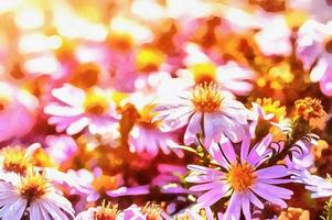 marguerite violette. les œuvres dans le style de l'aquarelle photo