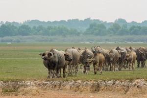 buffles mangeant de l'herbe sur le terrain en herbe au bord de la rivière photo